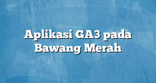 Aplikasi GA3 pada Bawang Merah